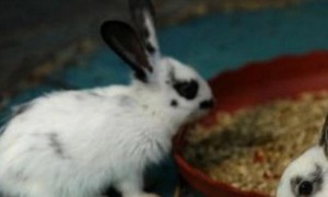 英国斑点兔可以吃吗