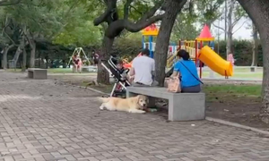 狗狗在公园玩疯了，为了不跟主人回家，跑去别处假装是别人家的狗