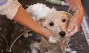 狗使用了体外驱虫后多久才能洗澡