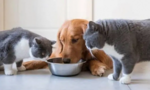 猫吃狗粮会有什么影响吗