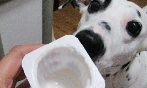 狗狗吃什么酸奶