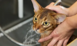 猫咪体外驱虫是洗澡前还是洗澡后