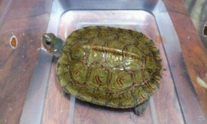 洪都拉斯木纹龟寿命多少年