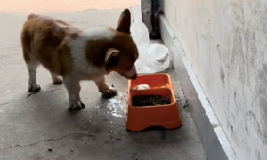 狗狗吃饭前先把水往狗粮里拱，然后才开吃！狗：太硬了，水泡一下