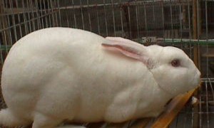 法系獭兔能长多少斤