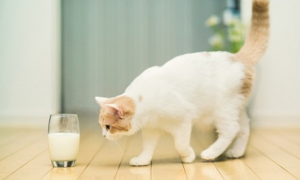 猫能喝羊奶吗