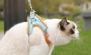 猫咪怎么带牵引绳