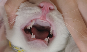 猫咪掉牙了正常吗