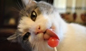 猫可以吃糖吗