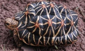 印度星龟寿命多少年