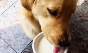 小狗能喝酸奶吗