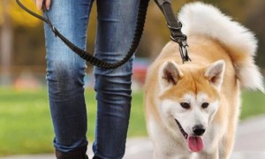 怎样训练狗狗带牵引绳