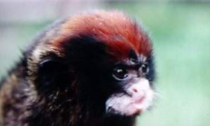 红帽柽柳猴吃什么食物