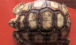 在家养龟也犯法？台州小伙买了几只陆龟当宠物，获刑 8 个月、缓刑 1 年！