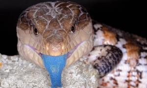 蓝舌蜥属于保护动物吗