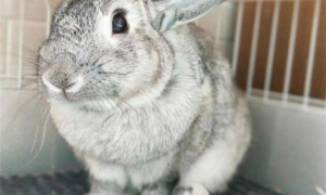 标准金吉拉兔常见病和治疗方法