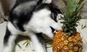 狗能不能吃菠萝
