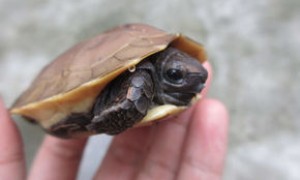 亚洲山龟多少钱一只