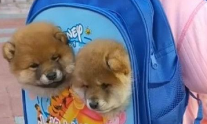 女孩上学书包里竟钻出两只狗头，走近一看令人笑喷：求同款书包！