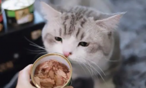 猫必须吃罐头吗