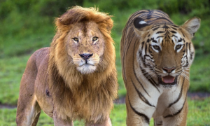 三打一！四川一动物园上演狮虎斗，老虎遭狮子围攻，最终不治身亡