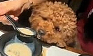 江苏无锡：为了喂狗该女子竟然用饭店的汤匙直接送到狗的嘴边