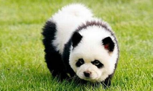 有熊猫狗这个品种吗