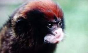 红帽柽柳猴可以做宠物吗