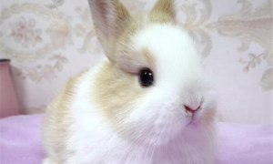 英种小型兔多久可以生兔子