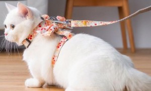 猫咪的牵引绳怎么用