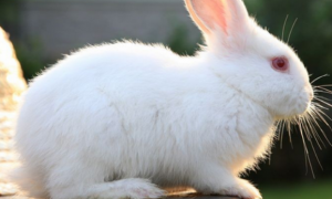 佛州白兔可以养几年