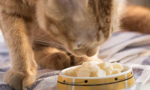 猫可以吃狗的益生菌吗