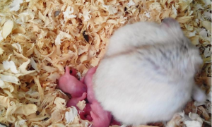 宠物鼠产育期间需要注意哪些问题 母鼠孕期护理