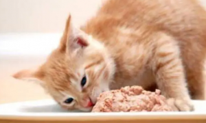 猫咪怀孕可以吃罐头吗
