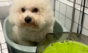 主人用菠菜打成汁给狗染色，全身都是淡绿色，营养又健康的菜狗！