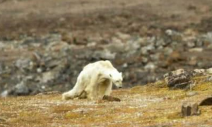 全球变暖，北极熊生存堪忧？禁止投喂同时如何帮助北极熊度过危机