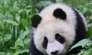 为了讨好饲养员，大熊猫努力学会四川话，团子：为了生活！