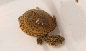 虎纹麝香龟怎么分雌雄