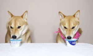 宠物狗能不能喝酸奶