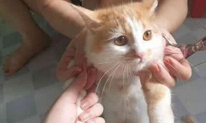 主人为了练习剪发，给橘猫剪了一个造型，感觉橘猫要抑郁了