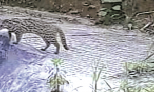 河源龙川村民家门口拍到豹猫，属国家二级保护野生动物
