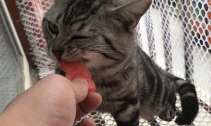 猫能吃西瓜吗为什么不能吃
