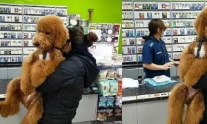 贵宾犬在便利商店被误认成是熊娃娃，网友：哪里有卖？跪求...