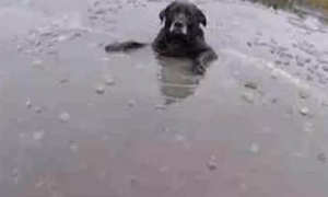 狗狗像往常一样一头扎进河里游泳，殊不知河水结冰，直接被冻哭了