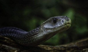黑曼巴蛇是保护动物吗