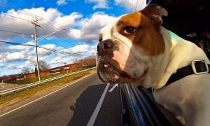 开车旅游可以带狗吗  途中如何照顾