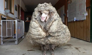5年没修剪的羊毛有35公斤重，看了忍不住吐槽：也太夸张了吧