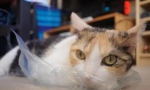 猫咪不小心吃了塑料怎么办有事吗