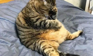 猫太肥怎么办