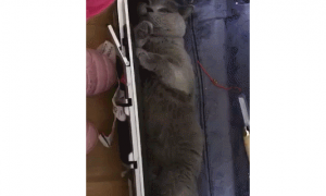 主人收拾行李，猫咪趁机钻进行李箱：我躺进去刚刚好，带上人家吧